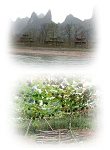 桂林で生育する羅漢果